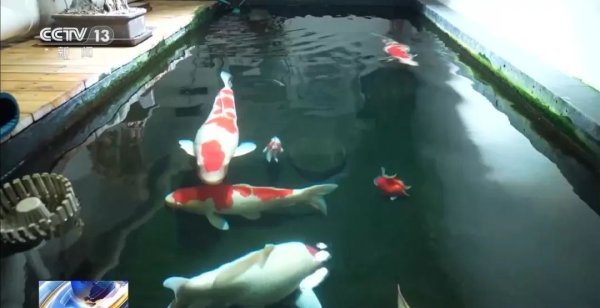 嘉信资本 北京一男子将地下室改大鱼池，楼上邻居长期因噪音失眠被锦鲤整疯