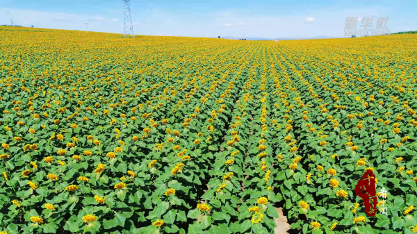 升富配资 千城百县看中国｜内蒙古赤峰：万亩农田美如画