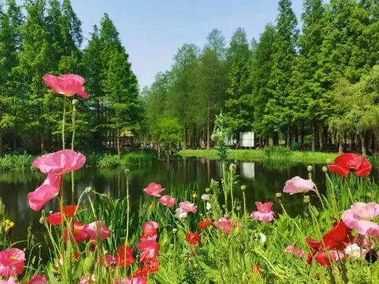 红领金服 上海人的“宝藏后花园”全面升级啦！水上森林玩出新花样，这份攻略请收好！